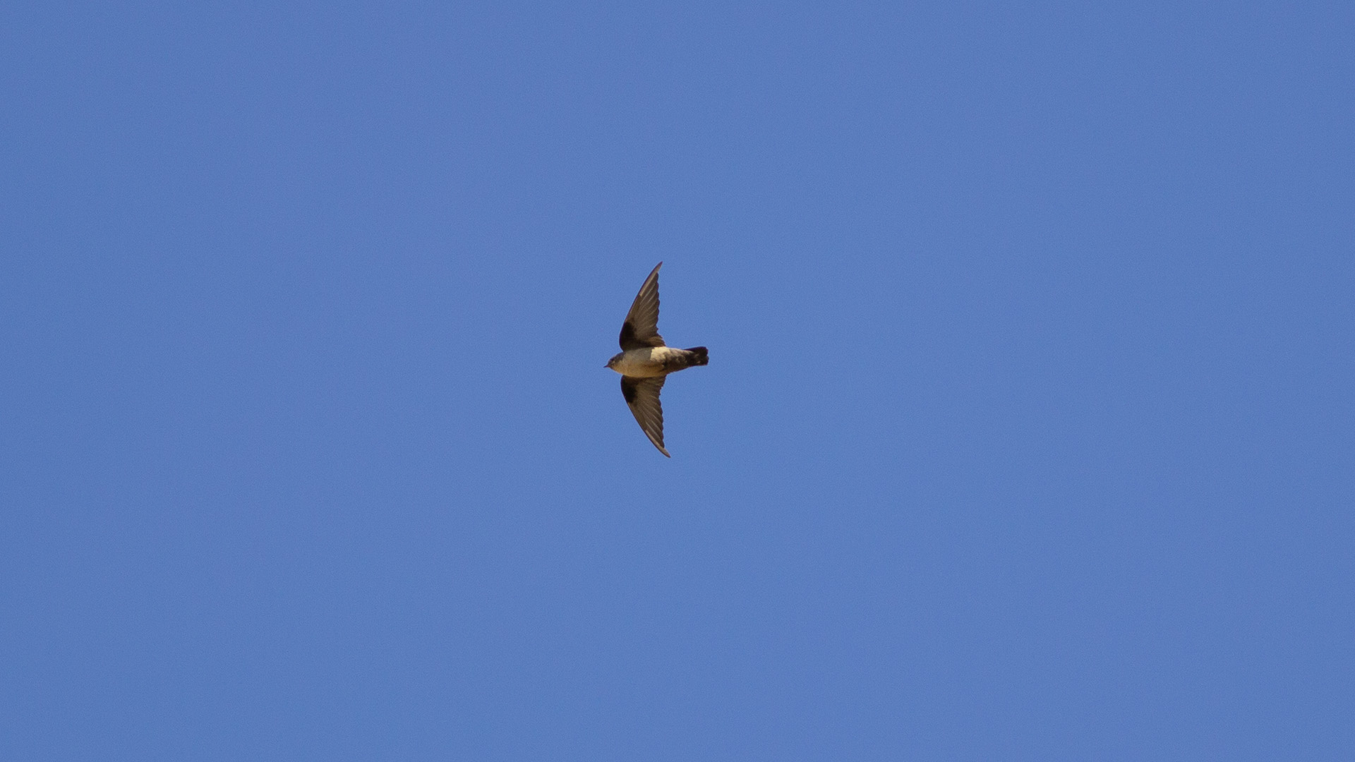 Eurasian Crag-Martin — Ana fotoğraf